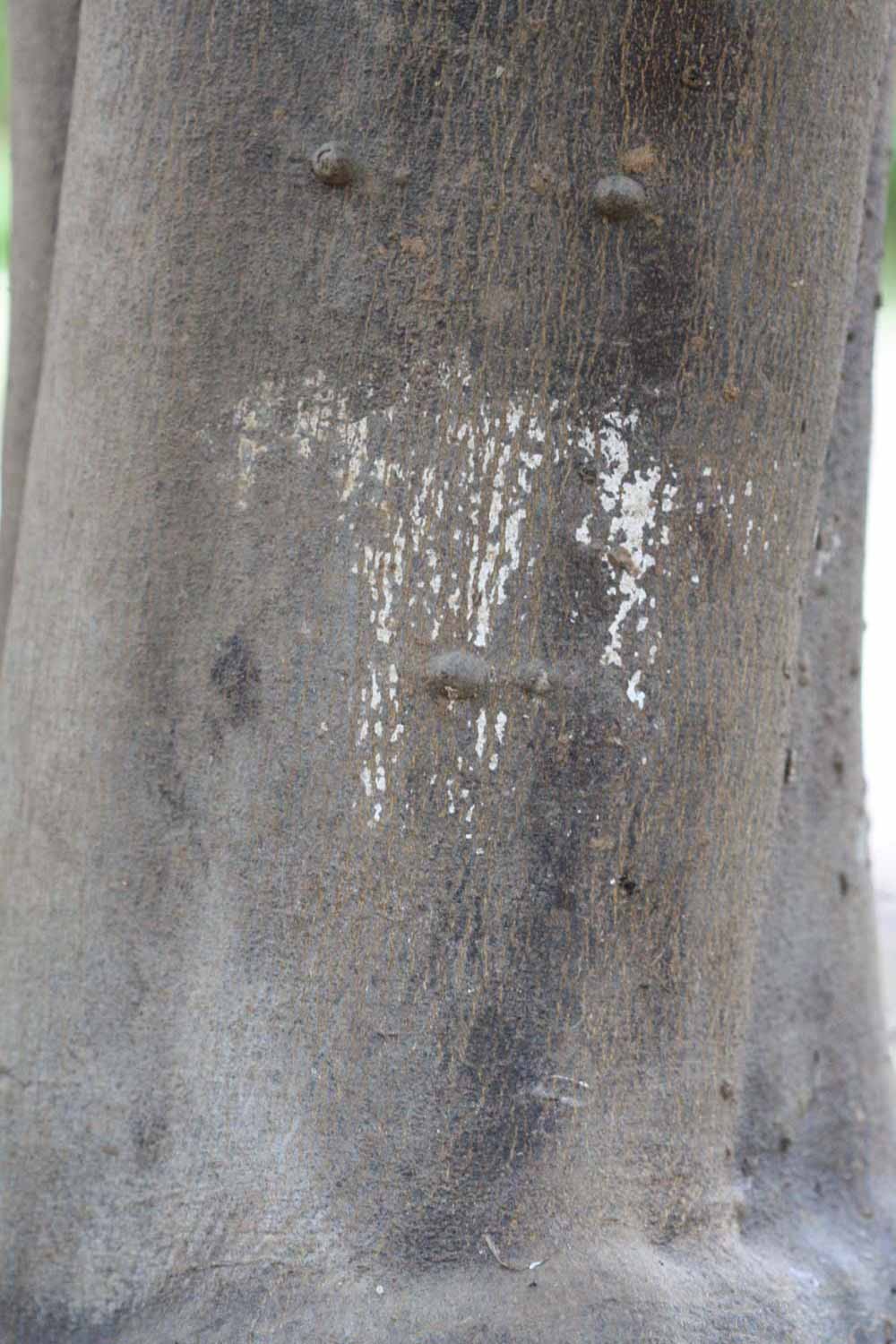                Bark (Dancy Frost Nucellar, Riverside,   CA)       